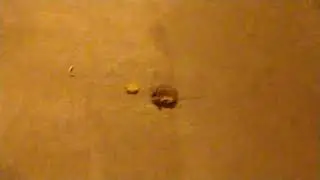 Rat