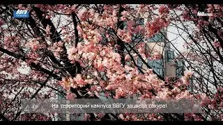 ВВГУ. Цветение сакуры