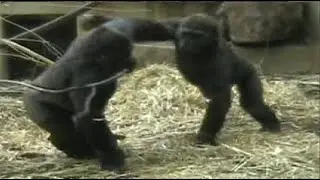 СТАНЬ ОБЕЗЬЯННОЙ, ОТВЕРНИСЬ ОТ ЧЕЛОВЕЧЕСТВА (Gorilla Tag - VR)