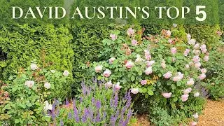 Preview David Austin 2024 Roses | Top 5 David Austin Favorites! 🌹😊💖