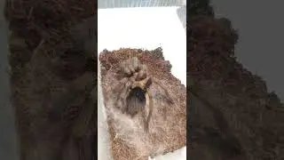 Phormictopus auratus сразу после линьки . Самец