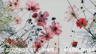 5 Seconds of Summer - Wildflower Lyrics