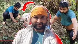 LAPSI VLOG | अचार निकै मिठो हुने लप्सी कस्तो ठाउमा पाइन्छ ?  | गाउले जिबन भाग २