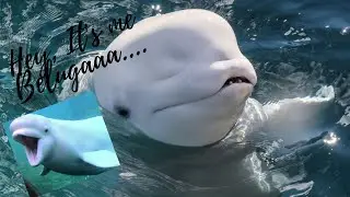 Beluga whale.. Sea World San Antonio Texas, Funny Beluga Whale