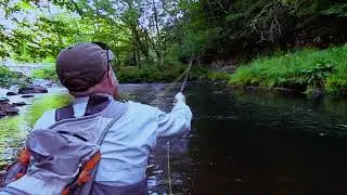 Trout on the Fly