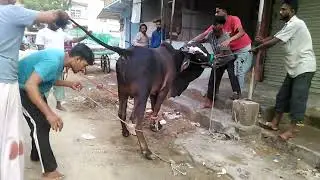 Angry 😡 cow qurbani 2022 #qurbanistatus #2022 #eiduladha #viral #views_viral_video_subscribers_grow