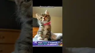 #кс #кс2 #ксго #мем #мемы #cs #cs2 #csgo #meme #dora #game #cat #kitty #кот #дора #качок #котик