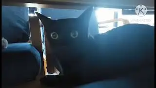 Whims Cat
