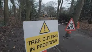 UK Tree Surgeon At Work
