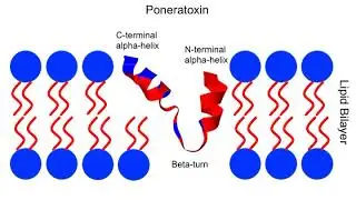 Poneratoxin | Wikipedia audio article