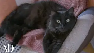 Meet Robert Downey Jr.'s Cats