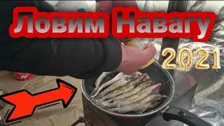 Рыбалка на белом море, ловим навагу.2021.01.23.
