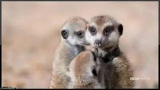 【Meerkat Manor: RotD】→「Spoof!」→ Episode 1