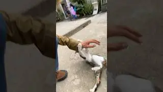 Kucing Asli Lombok 😱