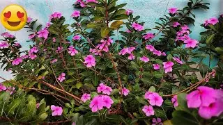 FLORAÇÃO DA VINCA DE MADAGASCAR  NO JARDIM 🌸🌿🌸🌿🌸🌿