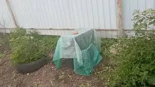💐🌶🌼Погуляем? 🍆🍓🍅🥒