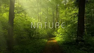 Nature | Non Copyright Background music for professionals| AudioUniverse