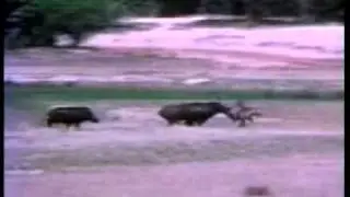 A lion gets raped