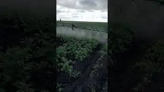 подборка картофеля 2024 год #agriculture