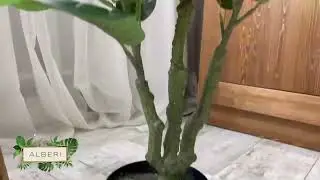 Фикус искусственный Лирата 100 см