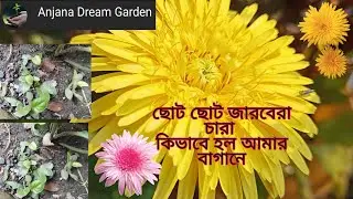 How to grow gerbera flower plants 🌱 how to grow gerbera flower plants from seeds