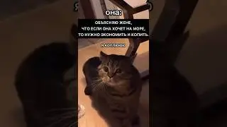 Котики 🐈 Как нужно копить деньги? 💰 #cat #кот #мем #funny #funnyanimals #юмор #catvideos #приколы