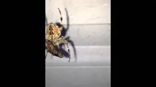 Huge spider having breakfast in my back yard
