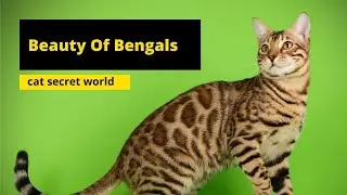Bengal Cat – Characteristics and Character 