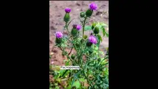 При проблемах с печенью - расторопша, листья одуванчика, корень крапивы
