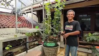 Info Menarik Bagi Pemula Penanam Anggur. Cerita Everest, Eco Enzyme Dan Lebah Klanceng