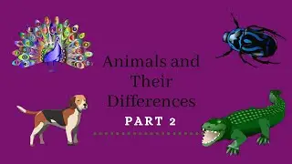 Animals and Their Differences Part 2