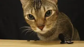 ASMR Cat eating crunchy