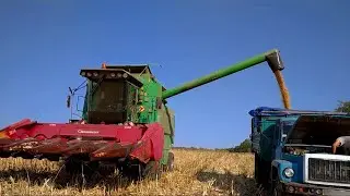 УБОРКА КУКУРУЗЫ! МАЛО СЫПЕТ! ОЧЕНЬ ПЛОХОЙ УРОЖАЙ!