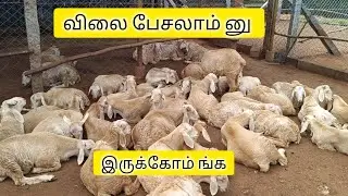 எப்போது விற்பனை செய்யலாம் னு 😟ஒரே குழப்பம்
