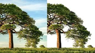 How to select tree from sky in Photoshop CC by using alpha channels