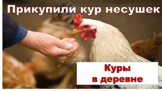 Куры в деревне, прикупили молодых несушек!