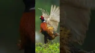 amazing bird on the earth unbilievable bird behavior 40