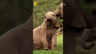 How Smart Elephants Are 🐘🧠 #shorts