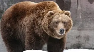 HOW TO GIVE MEDS TO A BEAR