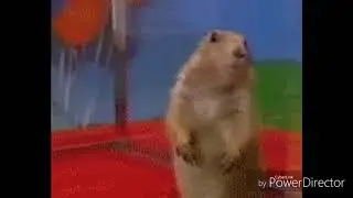 Суслик мем