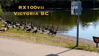 RX100vii  in Victoria BC