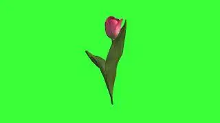 tulip turn table free green screen effect no copyright for your videos