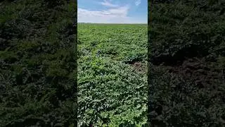 Арбузное поле 🍉💦🌾