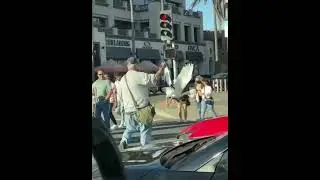 Duck Cross the Road on Leash