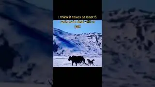 ÖKÜZDEN DEPİK YİYEN KURT