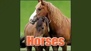 Horse - Ext: Horse Whinny, Animal Horses, Sound FX
