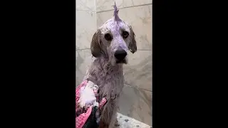Dog Spa Day ASMR | ✨Compilation ✨| TheGoodHype