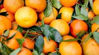 Apny Bagh k Malty Aa Gay😲 🍊 AHSAN JUTT / Ahsanbirdszone