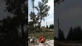 No. 1251 – Tree Removal Day Three Time Lapse