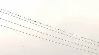 Jemur burung